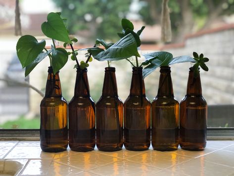 What a great way to recycle beer bottles as a vase or planter. Great for pothos plant. Beer Bottle Decor, Recycled Beer Bottles, Beer Bottle Art, Beer Bottle Crafts, Plants In Bottles, Vegetable Garden Planning, Bottle Garden, Pothos Plant, Beer Bottles