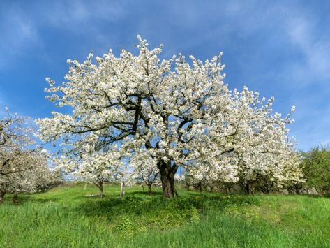 10 Trees With White Flowers - Flowering Trees With White Blossoms White Blossom Tree, Rose Like Flowers, White Flowering Trees, Flowering Crabapple, Big White Flowers, Tree Identification, Japanese Tree, Blooming Trees, Small White Flowers