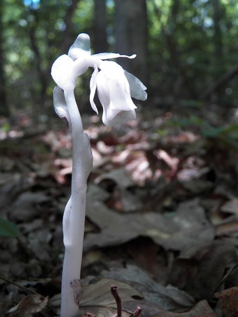 Ghost Flower or Indian Peace Pipe flower,  Monotropa uniflora  x #plant #ghost #flower #monotropa #uniflora #photography Monotropa Uniflora, Ghost Pipe, Pipe Flower, Frost Flowers, Ghost Flower, Forest Dweller, Special Plants, Flower Reference, Woodland Wonderland