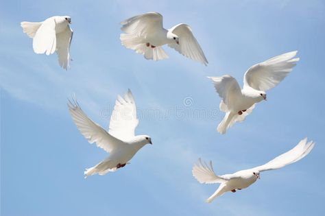 White dove in flight stock image. Image of wings, soar - 16757369 Dove Release, Dove Flying, Dove Painting, Homing Pigeons, White Pigeon, Dove Pigeon, Mandala Design Pattern, Blue Sky Background, White Dove