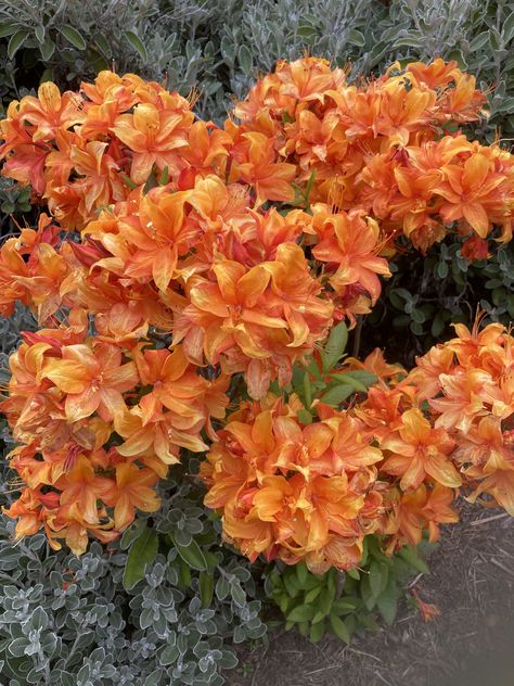 Orange deciduous azalea Azealia Flower, Valerie Aesthetic, Orange Azalea, Azalea Flower, Cabins And Cottages, Room Posters, Amazing Flowers, Pretty Flowers, Aesthetic Fashion