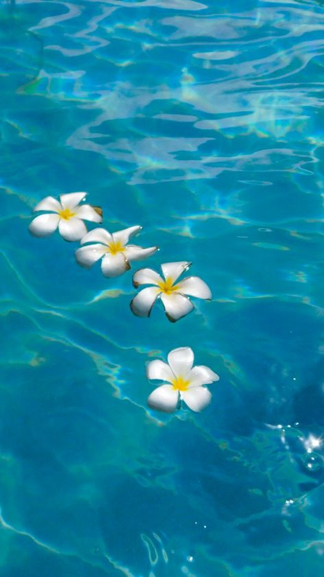 Flowers In The Ocean, Summer Wallpaper Phone, Hawaii Wallpaper, Hawaii Flowers, Beach Wall Collage, Ocean Tropical, Cute Summer Wallpapers, Beach Flowers, Plumeria Flowers