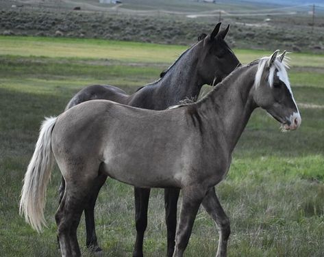 Rocky Mountain Horse, Grulla Horse, Horse Markings, Horse Coat Colors, Mountain Horse, Cai Sălbatici, Rasy Koni, Horse Inspiration, Horse Aesthetic