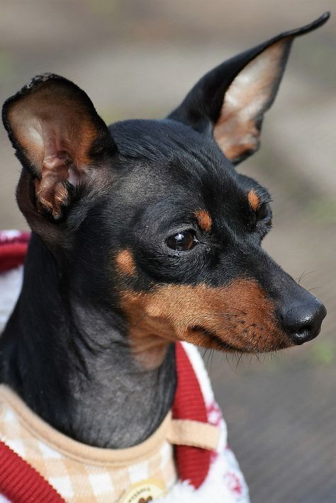 Pros and Cons of Owning a Miniature Pinscher Min Pinscher, Miniature Doberman Pinscher, Miniature Doberman, Min Pin Dogs, Miniature Pinscher Puppy, Doberman Puppies, Miniature Pinscher Dog, Mini Pinscher, Min Pins