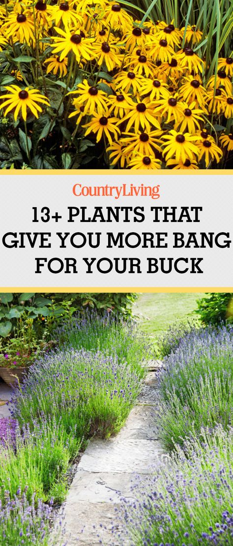 Save these gardening tips and tricks by pinning them to your Pinterest boards. Stefano Marinaz, Jardim Diy, Garden Ideas Cheap, Garden Shrubs, Hardy Plants, Landscaping Tips, Kew Gardens, Easy Garden, Flowers Garden