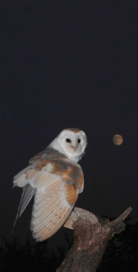 Aesthetic Owl Pictures, Aesthetic Owl Wallpaper, Owl Aesthetic Cute, Owl Dark Aesthetic, Animals In Nature Photography, White Owl Aesthetic, Bird Wallpaper Aesthetic, Owl Wallpaper Aesthetic, Barn Owl Aesthetic