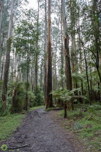 Bush Houses Australian, Australian Forest, Australia Forest, Australian Aesthetic, Bush Landscape, Australian Environment, Aussie Winter, Bush Photography, Australian Landscapes