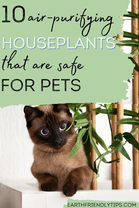 Air Quality Plants, Indoor Plants Pet Friendly, Cat Safe House Plants, Air Filtering Plants, Pet Friendly House Plants, Dog Safe Plants, Safe House Plants, Cat Friendly Plants, Best Air Purifying Plants