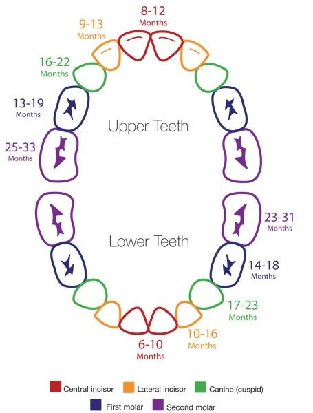 Baby teething chart Teething Chart, Teething Signs, Gemstones Chart, Kedokteran Gigi, Baby Tips, Baby Development, Baby Time, Everything Baby, Baby Health