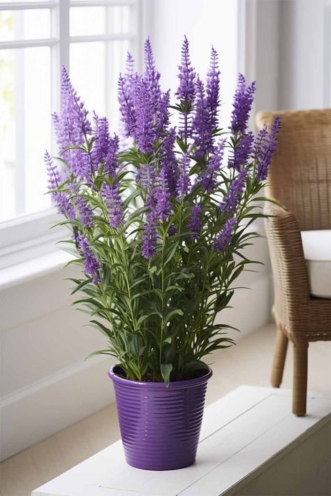 Lavender House Plant, Grow Lavender Indoors, Lavender Plant Indoors, Indoor Lavender, Fragrant Indoor Plants, Lavender Gardening, Growing Lavender Indoors, Indoor Lavender Plant, Lavender Home Decor