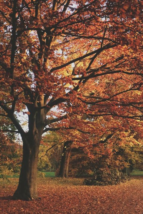 Fallen Leaves, Autumn Scenes, Autumn Scenery, Season Of The Witch, Seasons Of The Year, Autumn Beauty, Autumn Cozy, Autumn Aesthetic, Samhain