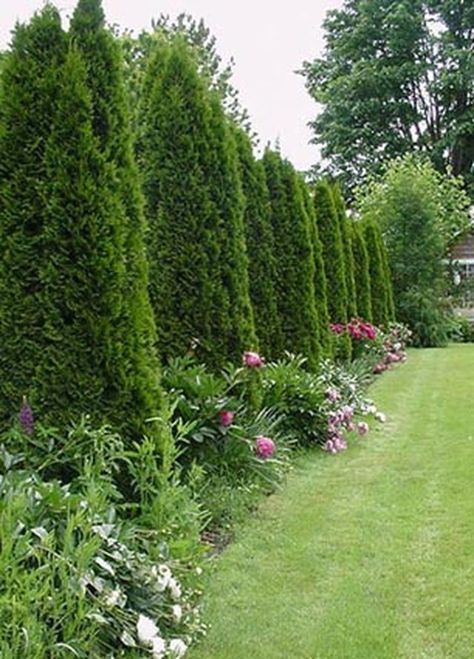 Planting trees to form an Arborvitae Pyramidalis privacy fence is a very effective way of creating a thick barrier behind which your life can proceed without the worry of being... Emerald Arborvitae, Privacy Fence Landscaping, Privacy Trees, Landscaping Trees, Privacy Landscaping, Backyard Privacy, Garden Shrubs, Fence Landscaping, Evergreen Plants