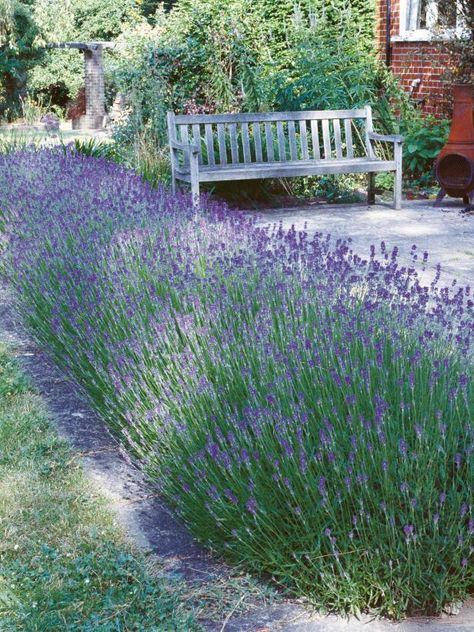 Lavender plants are generally easy to care for. Learn how to create a fragrant and beautiful lavender hedge, and maintain it for years to come. Lavender Hedge, Lavender Plants, Lavender Plant, Have Inspiration, Landscape Designs, The Secret Garden, Garden Stuff, Garden Cottage, Shade Garden