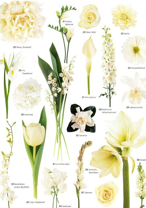 Flowers And Their Names, Flower Education, Flowers Hydrangea, Mini Calla Lilies, Flower Chart, Vintage Wedding Flowers, Flower Identification, Cattleya Orchid, Gladioli