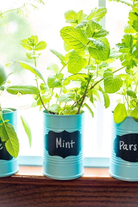 How to Make an Indoor Window Sill Herb Garden | The Gracious Wife Window Sill Herb Garden, Window Garden Ideas, Window Herb Garden, Growing Food Indoors, Indoor Vegetables, Diy Herb Garden, Vertical Herb Garden, Indoor Vegetable Gardening, Indoor Window