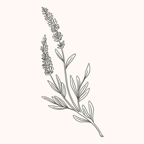 Lavender Drawing Black And White, Lavender Outline Drawing, Vervain Drawing, Lilacs Drawing, Lavender Drawing Simple, Lupine Drawing, Heather Drawing, Lavender Plant Drawing, Lavender Flower Drawing