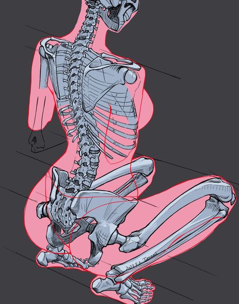 Anatomical Skeleton, Human Skeleton Anatomy, Anatomy Bones, Female Anatomy Reference, Skeleton Anatomy, Bone Structure, Anatomy Tutorial, Human Body Anatomy, Human Anatomy Drawing