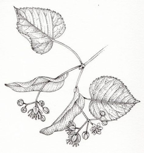 Linden Leaf Tattoo, Cuddle Tattoo, Linden Tattoo, Triassic Cuddle, Blatt Tattoos, Linden Flower, Tilia Cordata, Linden Leaf, Leaf Coloring Page