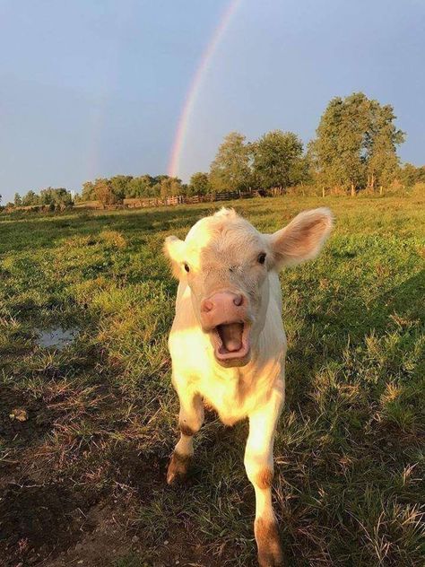 krish is kinda dumb on Twitter: "i would like to contribute ✨… " Baby Farm Animals, Psy I Szczenięta, Fluffy Cows, Cow Pictures, Baby Animals Pictures, Baby Cows, Fluffy Animals, Cute Animal Photos