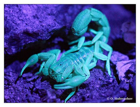 Uv Photography, Light Photography, Scorpion, Camera Photography, Ultra Violet, Berlin, Violet, Photography