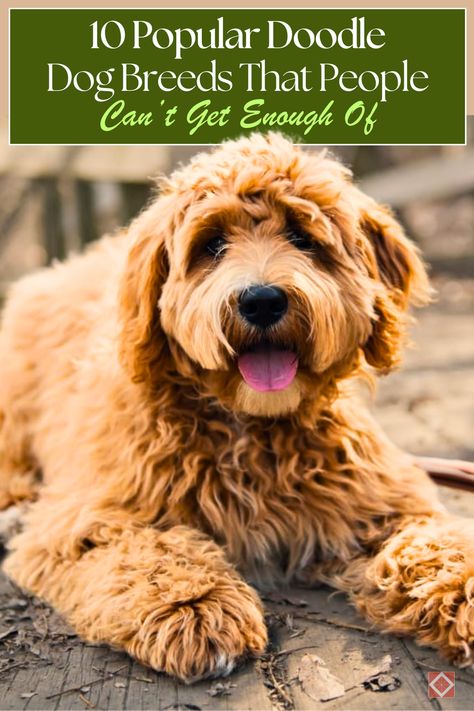 🐶 Doodle dogs are everywhere, and these 10 popular breeds are making waves! With their friendly temperaments and low-shedding coats, Doodles like the Labradoodle and Aussiedoodle have quickly become favorite family pets. Discover why people love these playful, loyal companions! #DogBreeds #DoodleDogs #FamilyPets Types Of Doodles Dogs, Best Family Dog Breeds, Doodle Dog Breeds, Cocker Spaniel Poodle, Family Dogs Breeds, Hearts Everywhere, Doodle Dogs, Best Dogs For Families, Cool Doodles