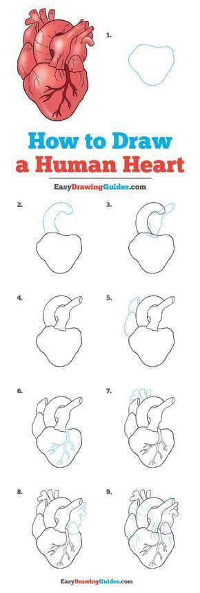 Learn How to Draw a Real Heart: Easy Step-by-Step Drawing Tutorial for Kids and Beginners. #RealHeart #HumanHeart #DrawingTutorial #EasyDrawing See the full tutorial at https://easydrawingguides.com/how-to-draw-a-human-heart/. Human Heart Drawing, A Human Heart, Drawing Tutorials For Beginners, Drawing Eyes, Drawing Hair, Easy Drawing Tutorial, Drawing Tutorials For Kids, Siluete Umane, Seni Dan Kraf