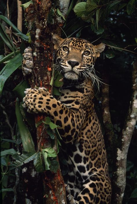 A jaguar named Boo by Steve Winter Regard Animal, Regnul Animal, Majestic Animals, In The Jungle, Amazing Animals, Leopards, Animal Wallpaper, Animal Planet, Animal Photo