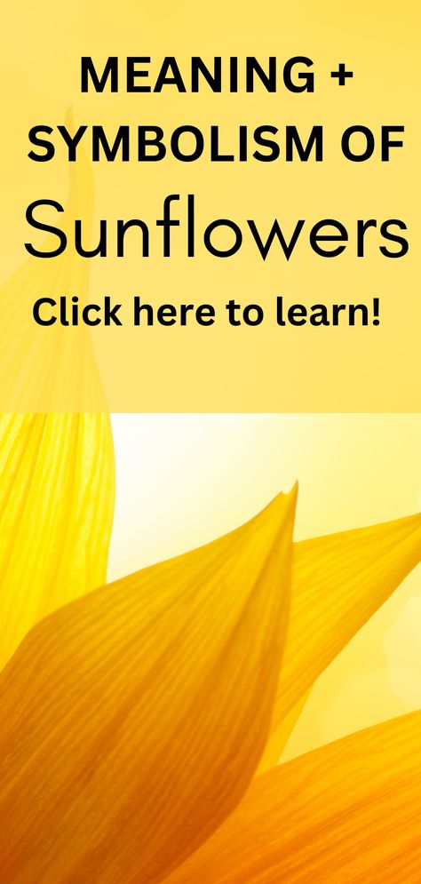 sunflower petals Growing Sunflowers Outdoors, Meaning Of Sunflower, Sunflower Tattoo Meaning, Types Of Sunflowers, Flower Bed Edging, Sun Tattoo Designs, Sunflower Quotes, Growing Sunflowers, Planting Sunflowers