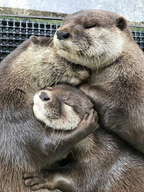 Pictures Worth More Than 1000 Words (24 images) Otters Hugging, Baby Sea Otters, Animal Hugs, Otters Cute, Otter Love, Baby Otters, Sea Otter, Cute Animal Photos, Unique Animals