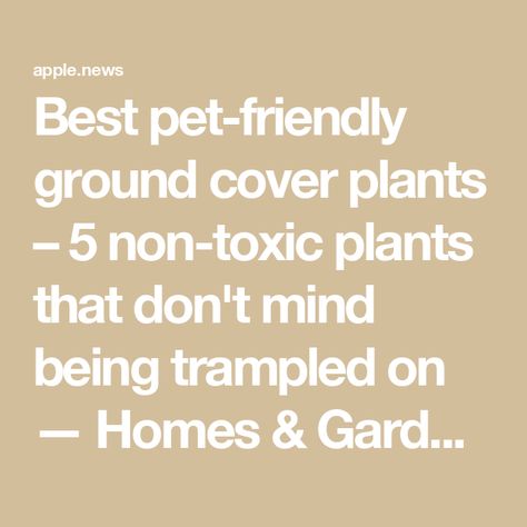 Best pet-friendly ground cover plants – 5 non-toxic plants that don't mind being trampled on — Homes & Gardens Pet Friendly Ground Cover, Ground Cover For Dogs, Grass Alternative, Toxic Plants, Ground Covering, Dog Pee, Ground Cover Plants, Diy Dog, Pet Safe