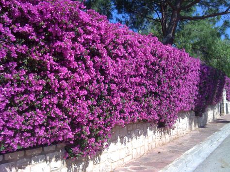 Hedge in Pucol Spain Rose Hedge Fence, Fence Landscaping Ideas, Front Yard Hedges, Flower Hedge, Flower Fence, Florida Landscaping, Landscaping Inspiration, Garden Entrance, Fence Landscaping