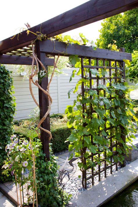 Small Pergola, Modern Pergola, Garden Vines, Backyard Pergola, Pergola With Roof, Covered Pergola, Have Inspiration, Diy Pergola, Pergola Patio