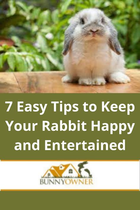 Rabbit Tips, Rabbit Cages Outdoor, Rabbit Pose, Indoor Rabbit Cage, Dog Illnesses, Rabbit Habitat, Pet Rabbit Care, Lionhead Rabbit, Rabbit Hunting