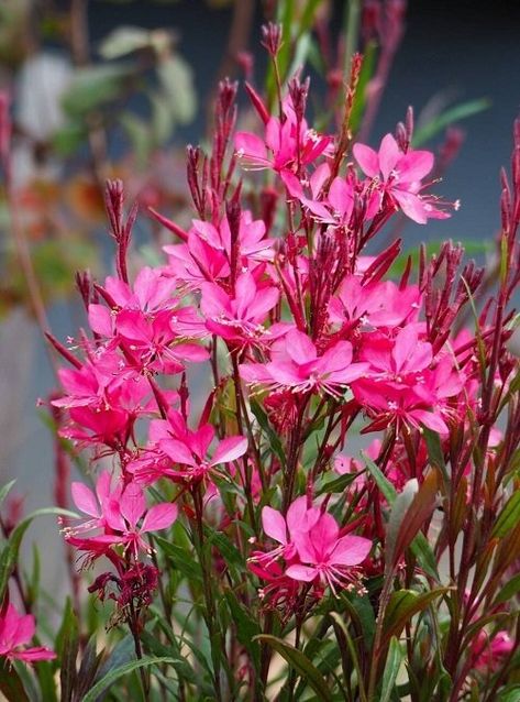 Gaura Plant Care | How to Grow Bee Blossom Gaura Plant, Drought Tolerant Shrubs, Butterfly Plants, Flower Care, Garden Care, Propagating Plants, Landscaping Plants, Annual Plants, Outdoor Landscaping