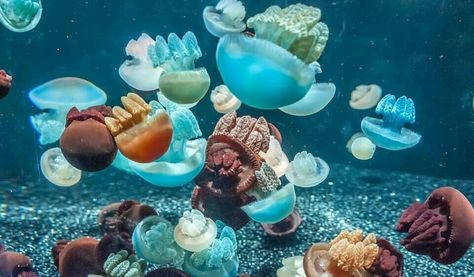 Monterey Bay Aquarium. Blubber Jellyfish, Monterey Bay Aquarium, Boy Fishing, Ocean Pictures, Monterey Bay, Ocean Creatures, Monterey, Marine Life, Red White And Blue