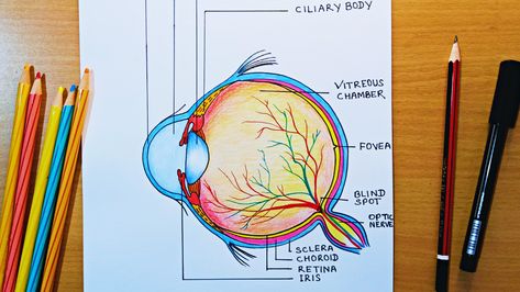 step by step human eye diagram drawing Structure Of Eye Diagram, Human Eye Drawing Step By Step, Human Eye Diagram Class 10, Human Eye Project, Human Eye Model Project, Structure Of Human Eye, Structure Of Eye, Human Eyes Drawing, Diagram Of The Eye