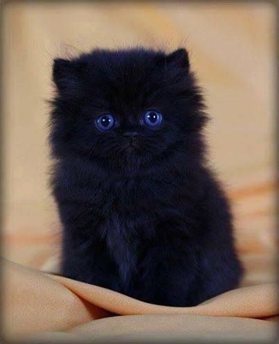 Spooktober Special: Fluffy Animals Of Darkness - I Can Has Cheezburger? Most Beautiful Cat, Black Kitten, Beautiful Cat, Cat Breeds, Blue Eyes, Persian, Most Beautiful, Kittens, The World