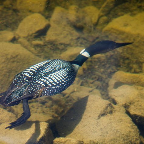 Loon Swimming Underwater, Loon Diving, Loon Tattoo, Loon Bird, Ashley Cooper, Common Loon, North American Animals, Bee Eater, Wood Carving Patterns