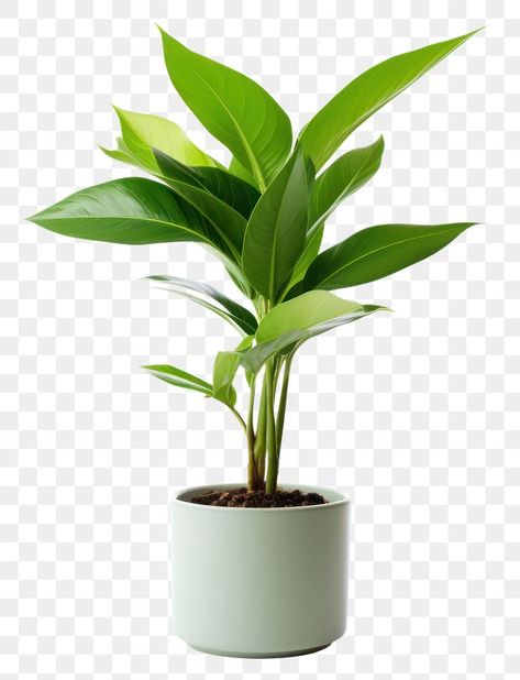 Hotel Plants, Vase Png, Green Screen Images, Plant Png, Visual Library, Leaf Vase, Kitchen Plants, Flowers Vase, Tree Png