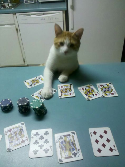 Reilly goes all in! What a poker face! Calming Cat, Cheezburger Cat, Poker Face, Silly Cats Pictures, Curious Cat, Cat Pictures, Sugar Glider, Silly Animals