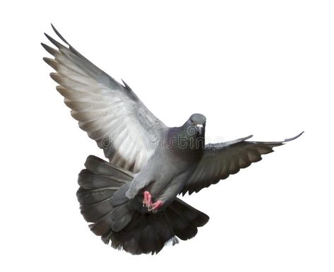 Flying pigeon isolated royalty free stock photography Bird Flying Towards Camera, Pegion Bird Flying, Pigeons Photography, Pigeon Photography, Pigeon Wings, High Flying Pigeons, Pigeons Flying, Pigeon Flying, Fall Wallpaper Tumblr