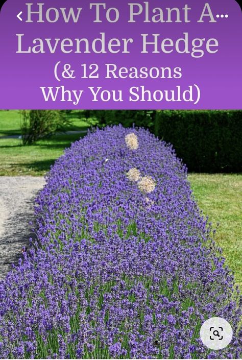 Backyard Lavender Ideas, Lavender Planting Ideas Gardens, How To Grow A Lavender Field, Hostas And Lavender Landscaping, Lavender In Front Yard, Lavender In Landscaping Front Yards, Lavender And Cactus Garden, Landscaping Front Yard Lavendar, Heather And Lavender Garden