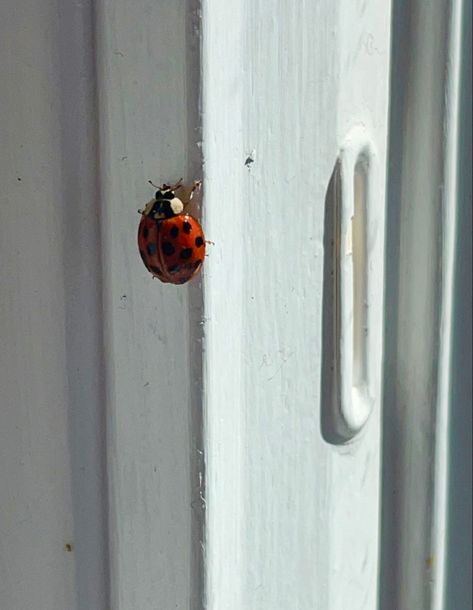 Ladybug Animal Aesthetic, Love Bug Aesthetic, Aesthetic Ladybug Insect, Ladybug Insect Aesthetic, The Bug Collector Aesthetic, Bug Lover Aesthetic, Bugs Aestethic, Bug Collector Aesthetic, Ladybug Aesthetic Insect