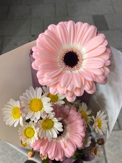 Pink Gerbera Bouquet, Daisy Bouquet Aesthetic, Pink Daisy Aesthetic, Gerbera Daisy Aesthetic, Pink Daisy Bouquet, Daisy Flower Bouquet, Daisies Bouquet, Pink Gerber Daisy, Daisy Aesthetic