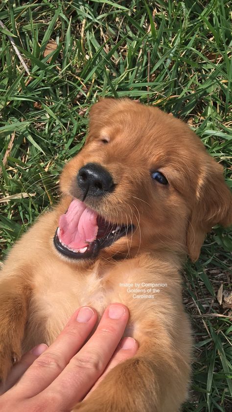 Dark Red Golden Retriever puppy Companion Goldens of the Carolinas Red Golden Retriever Puppy, Dark Golden Retriever, Red Retriever, Red Golden Retriever, Golden Retriever Facts, Golden Retriever Grooming, Golden Retriever Training, Golden Retriever Funny, Golden Retriever Puppies