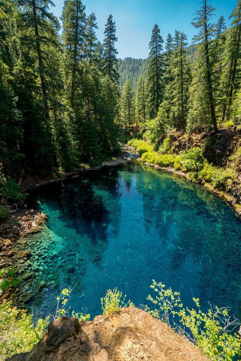 Tamolitch Blue Pool, Oregon Tamolitch Blue Pool Oregon, Oregon Waterfalls Road Trip, Oregon Travel Aesthetic, Waterfalls Oregon, Blue Pool Oregon, Opal Creek Oregon, Forest Pool, Pnw Summer, Oregon Aesthetic