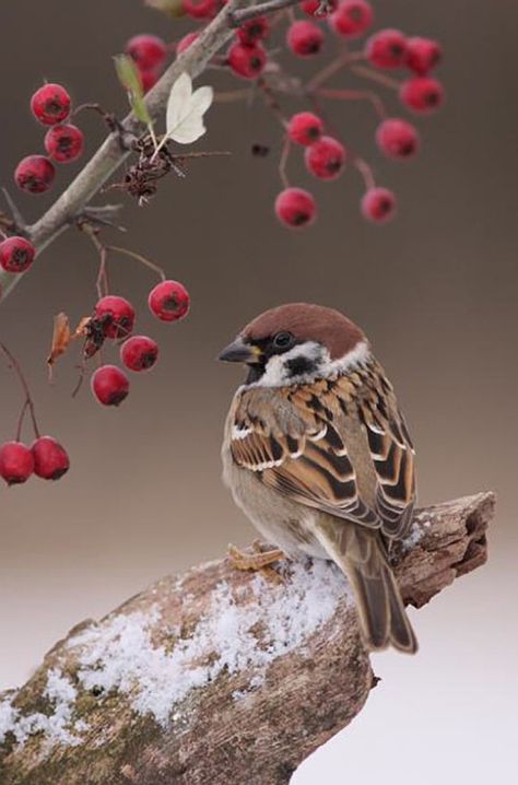 Eurasian Tree Sparrow (Passer montanus)—similar to the House Sparrow, but it has a brown or chestnut crown and nape, and a black spot on each pure white cheek. The sexes are similarly plumaged, and young birds are a duller version of the adult. This sparrow breeds over most of temperate Eurasia and Southeast Asia, and it has been introduced elsewhere including the United States. Although several subspecies are recognized, the appearance of this bird varies little across its extensive range. Tree Sparrow, Bird Sitting, Kinds Of Birds, Airbrush Art, Nature Birds, Backyard Birds, All Birds, Bird Pictures, Pretty Birds