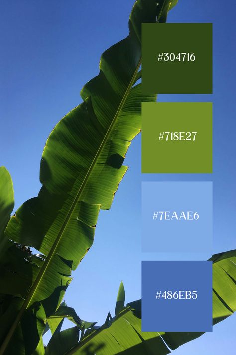 The Blue Green image features large, vibrant green banana leaves against a clear blue sky, highlighting the natural contrast and beauty of green foliage and the sky's blue backdrop. Green Apple Color Palette, Blue And Lime Green Color Palette, Green And Blue Palette Color, Pantone Blue Green, Yellow Blue Green Color Palette, Green And Blue Colour Palette, Blue Yellow Green Color Palette, Kelly Green Color Palette, Sage And Blue Color Palette