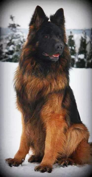 Berger allemand à poil long ....Magnifique bête !!! J'adore !!! Long Haired German Shepherd, Dog German, Psy I Szczenięta, Black German Shepherd, Shepherd Puppies, German Shepherd Puppies, Working Dogs, Newfoundland, German Shepherd Dogs