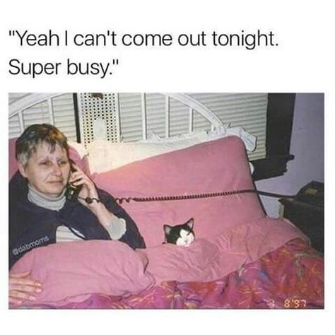 I'm busy!! Single Memes, Memes Br, Body Building, Animal Memes, White Cat, Bones Funny, Funny Cute, Cat Memes, Dankest Memes